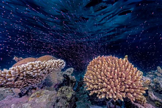 ocean photographer of the year