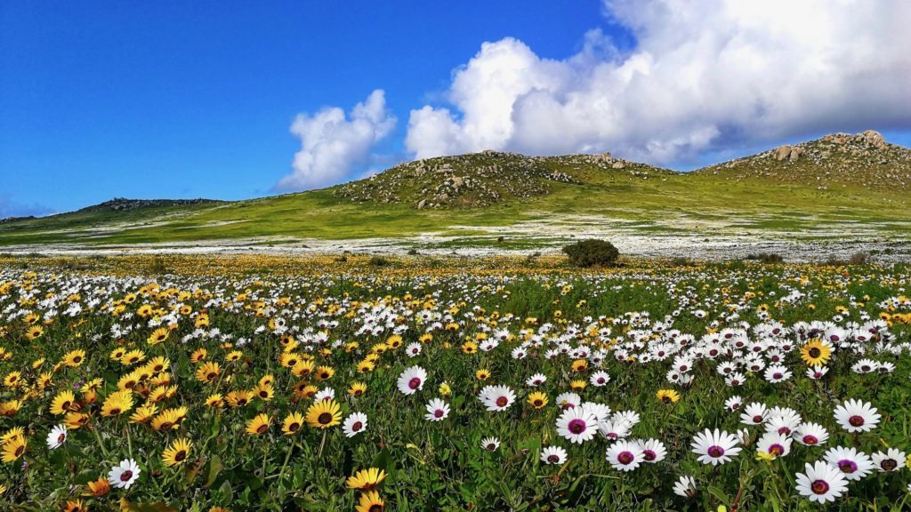 wildflowers in the western cape