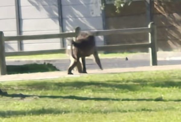 baboon sighting in plumstead