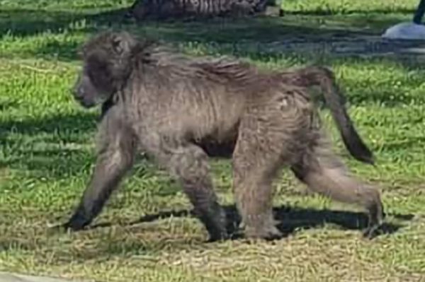 Update: Cape Town's baboon 'on the run' reportedly euthanised