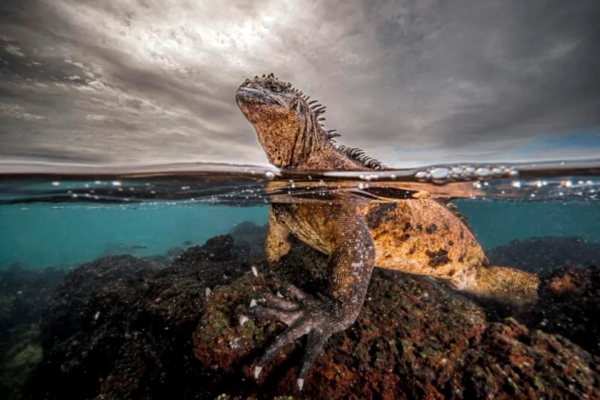 ocean photographer of the year 