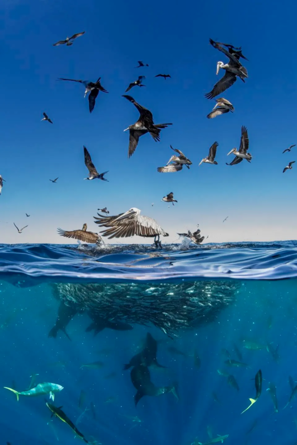 ocean photographer of the year 