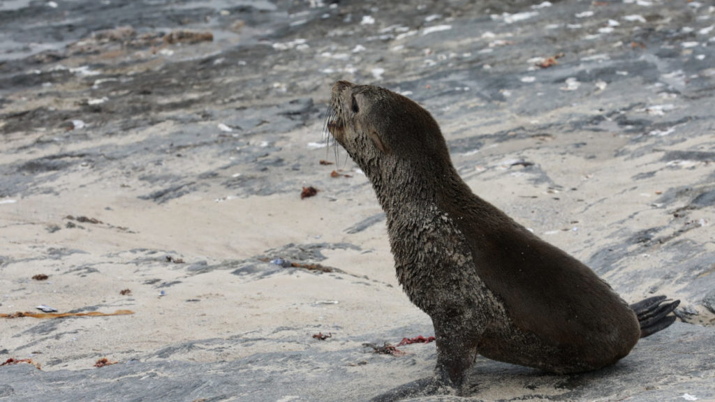 cape fur seal rabies