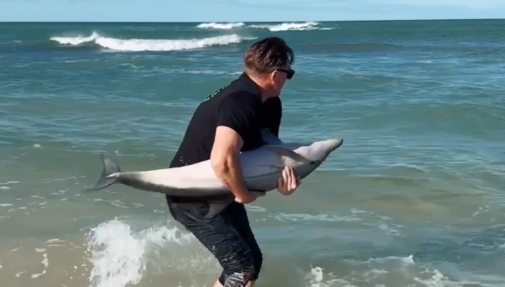 Watch: Legendary Percy Montgomery rescues baby dolphin