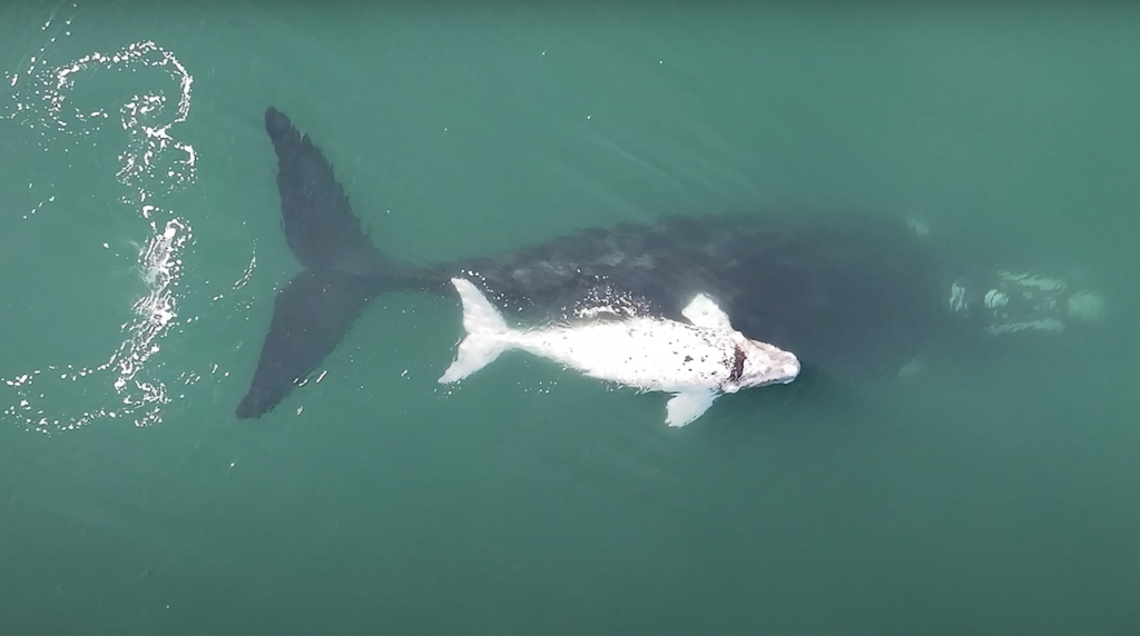 southern right whales