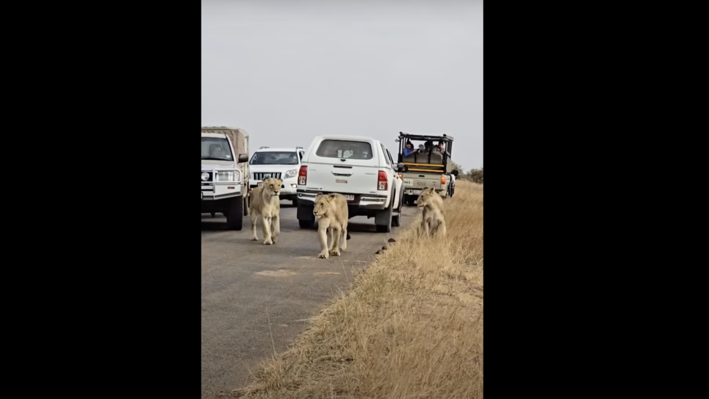 SANParks cracks down on driver who bumped lioness in Kruger Park