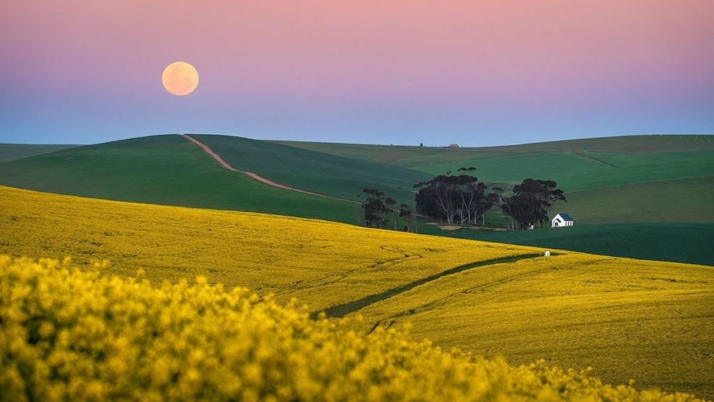 Western Cape wildflowers