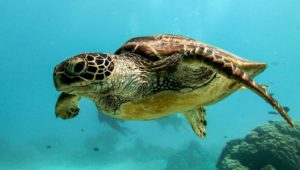 Shell-abrate: Two Oceans Aquarium hosts 2024 Turtle Olympics!