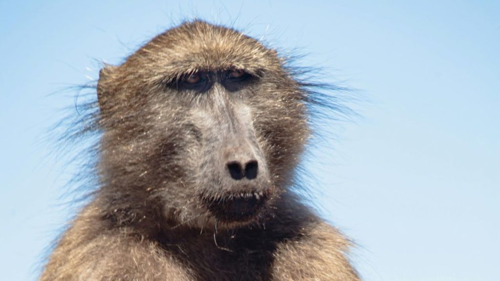 Kommetjie resident denies pepper spray caused baboon's injuries