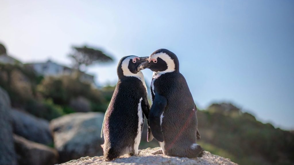 african penguins