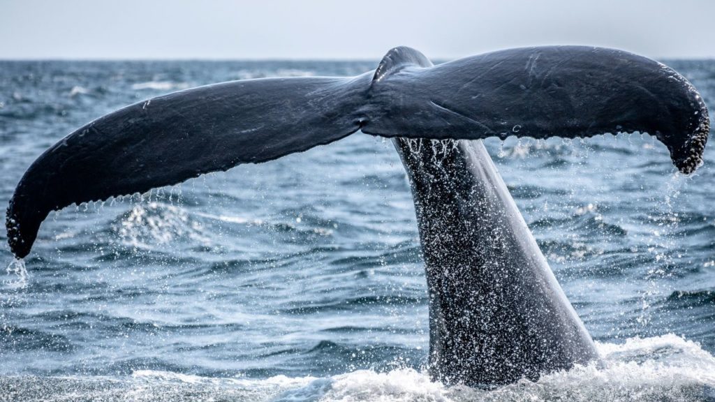 southern right whales