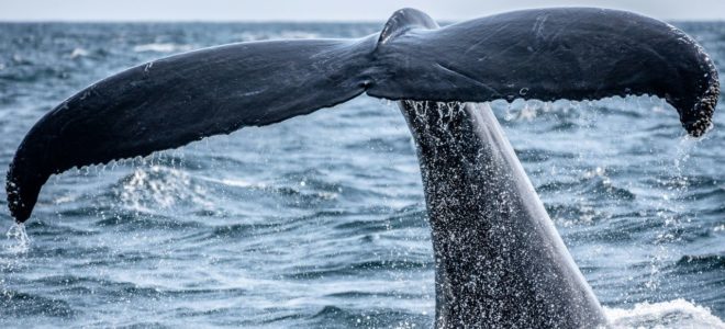 southern right whales