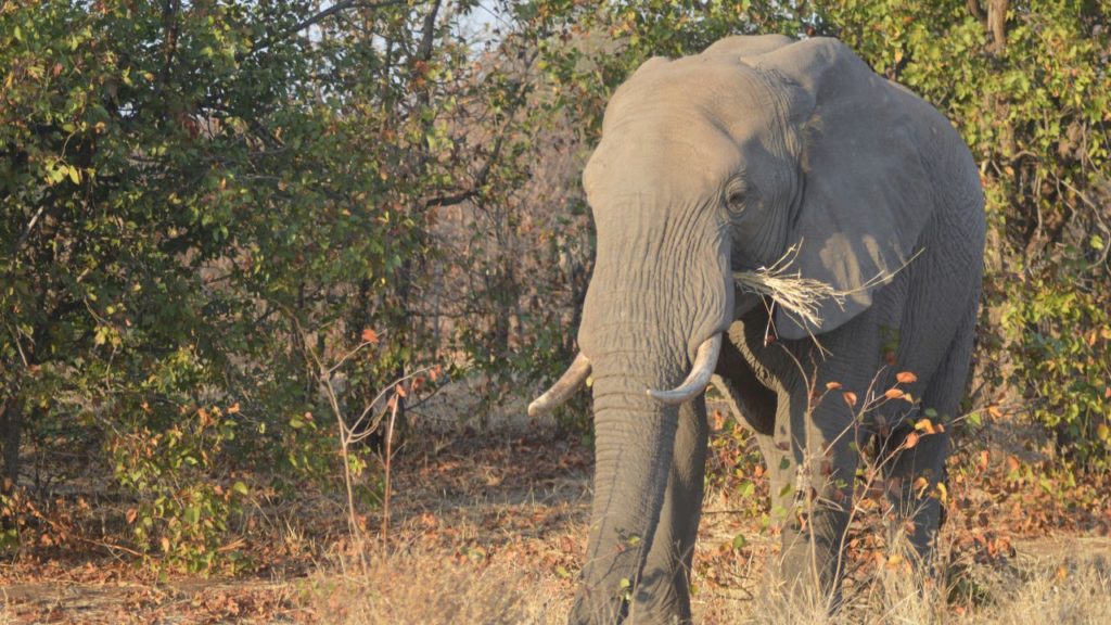 last zoo elephant left in South African zoo