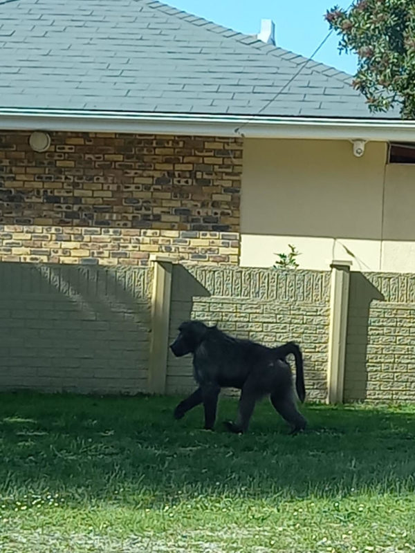 baboon sighting in Plumstead