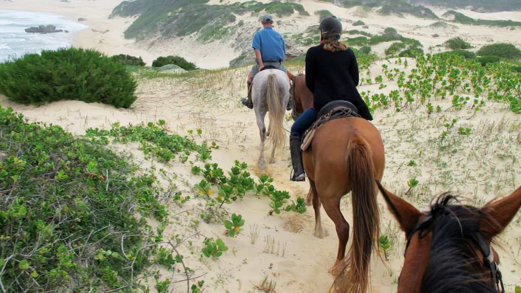 Increase in dogs attacking horses concerns Noordhoek residents