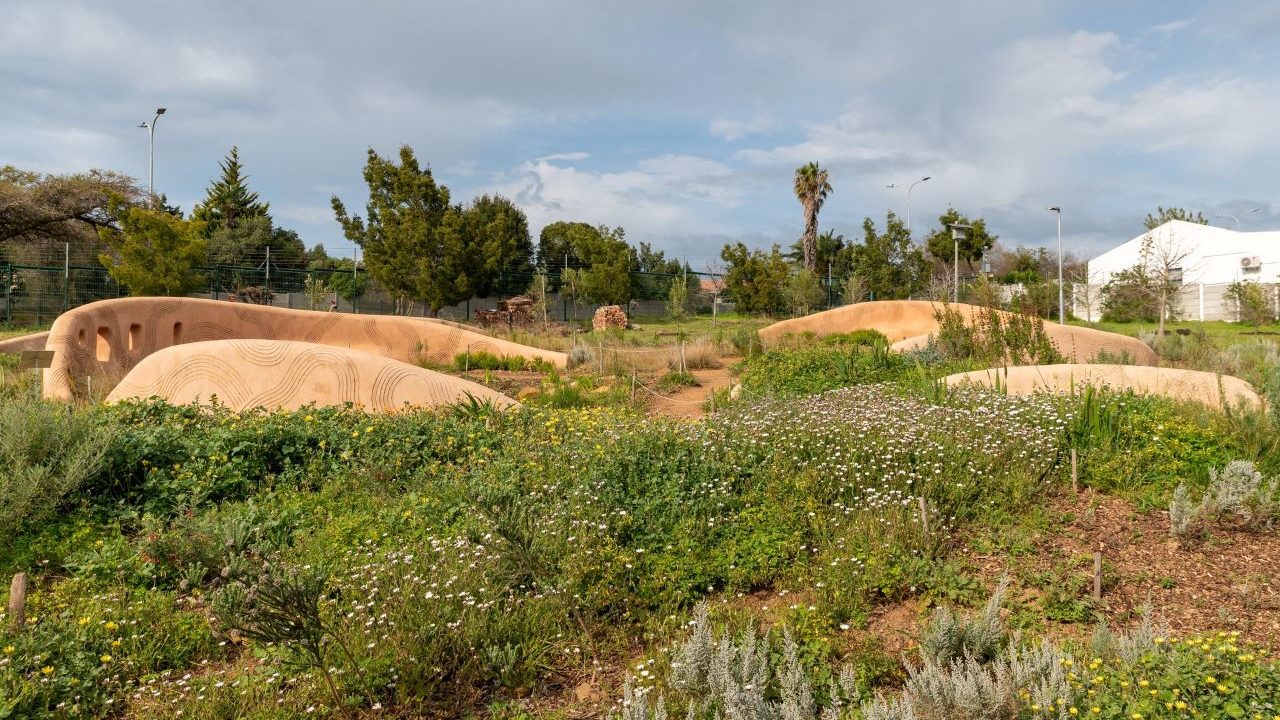 New Cape Town garden showcases endangered Renosterveld plants