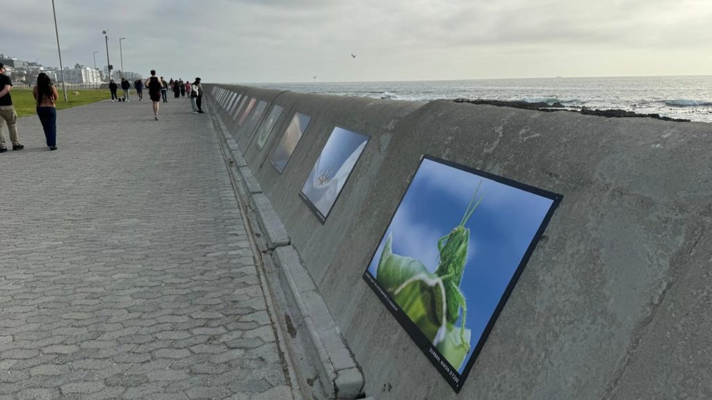 Promenade sea wall showcases Wonders Through Focus photography winners