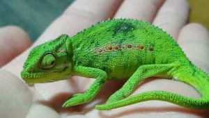 Cape dwarf chameleon