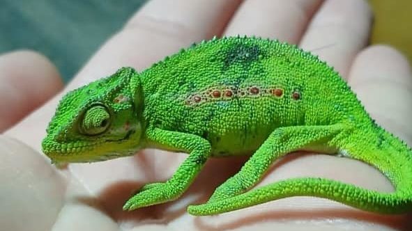 Cape dwarf chameleon