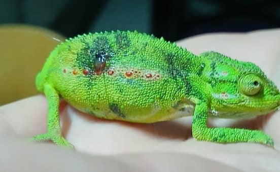 Cape dwarf chameleon