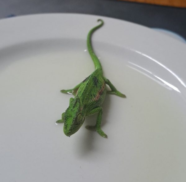 Cape dwarf chameleon