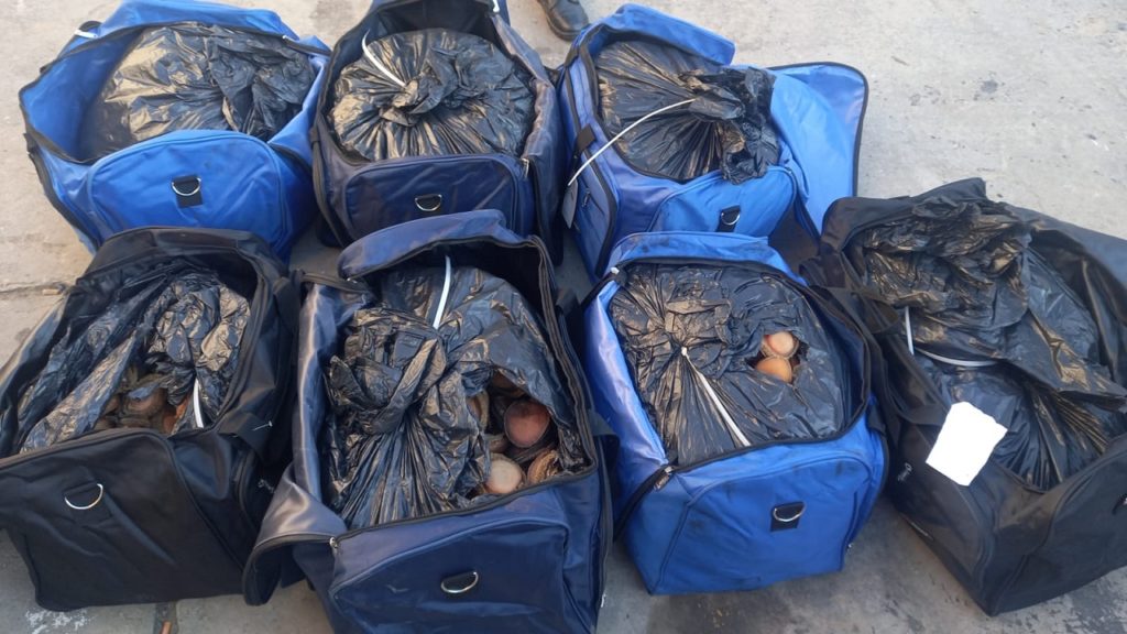 SAPS seizes abalone worth more than R2 million near Worcester