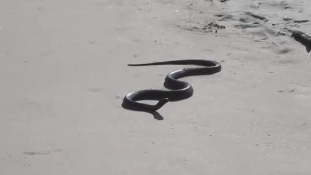 Large Cape cobra spotted on Hout Bay Beach