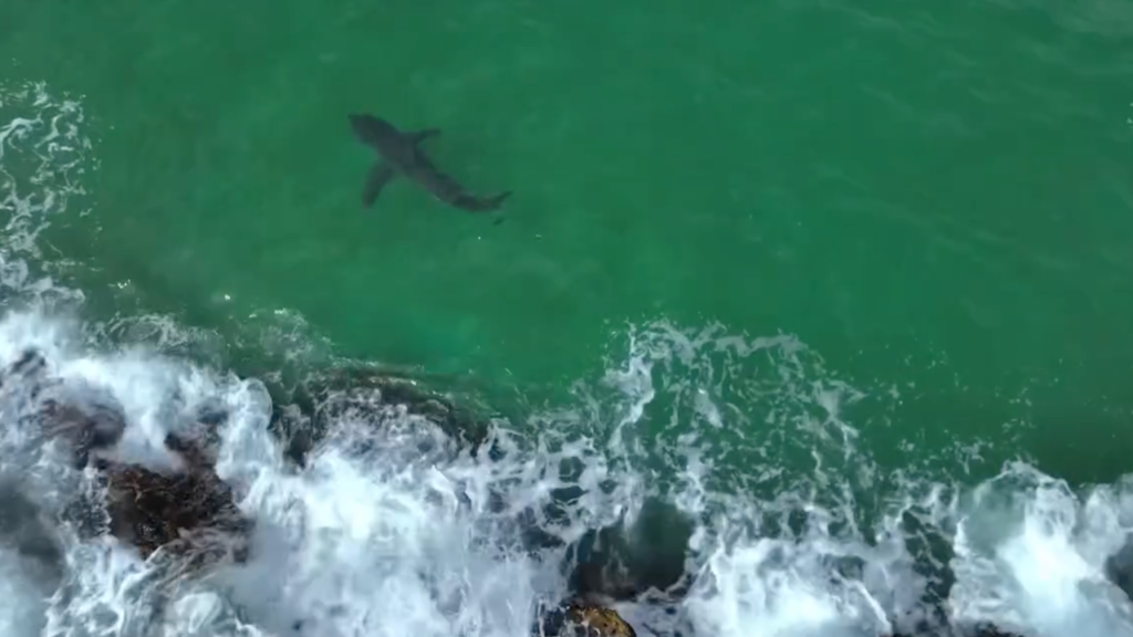 Watch: Great white sharks return to the Western Cape coast