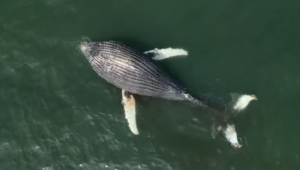 Dead whale spotted drifting at St Helena Bay