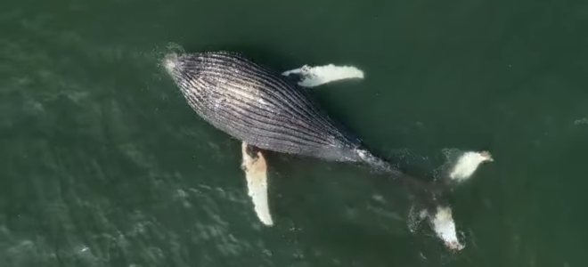 Dead whale spotted drifting at St Helena Bay