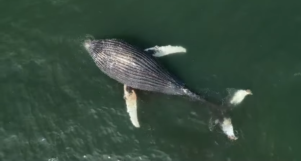 Dead whale spotted drifting at St Helena Bay