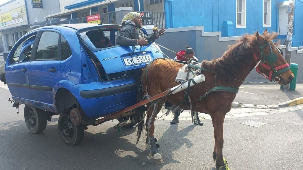 SPCA rescues pony pulling car down Voortrekker Road