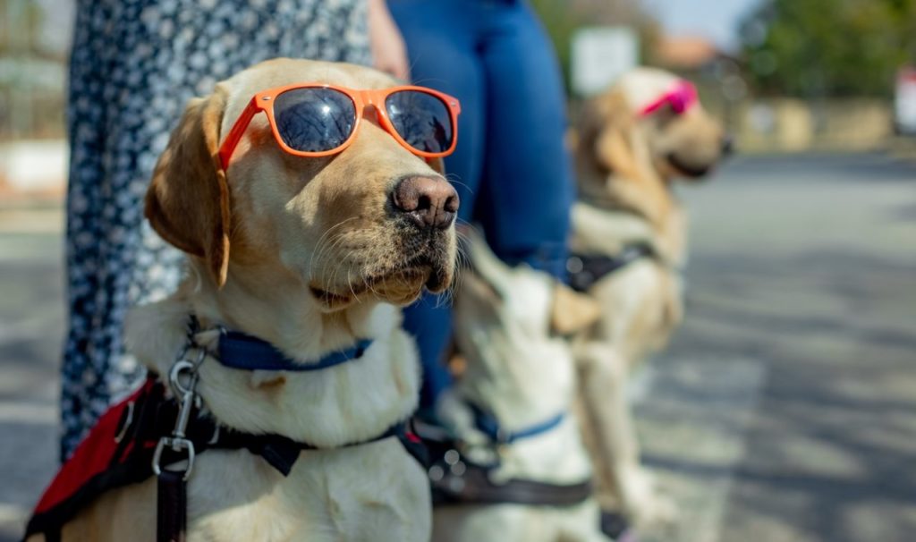 Wear your shades day campaign