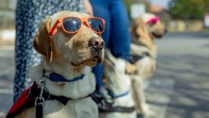 Wear your shades day campaign