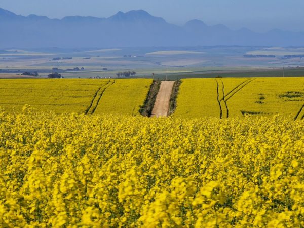 Western Cape wildflowers