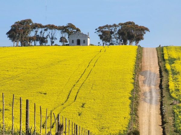 Western Cape wildflowers