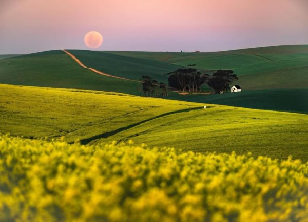 Western Cape wildflowers