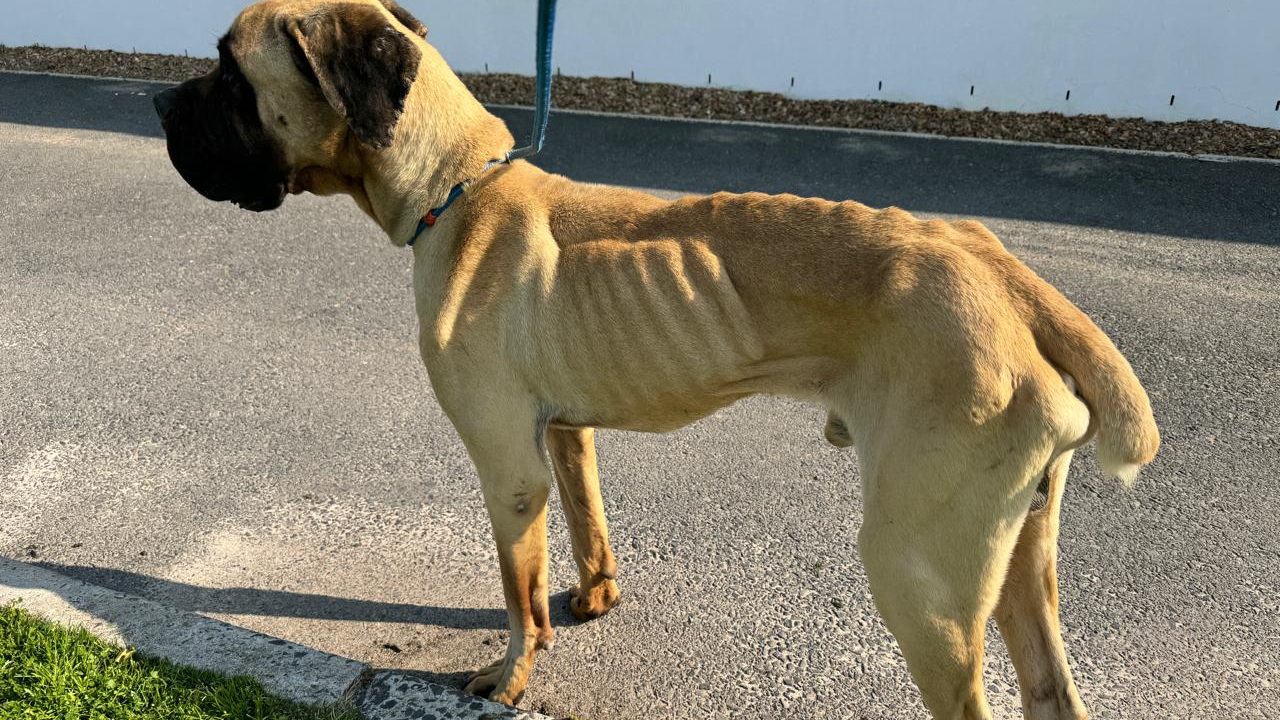 Police officer faces serious charges for neglecting boerboels